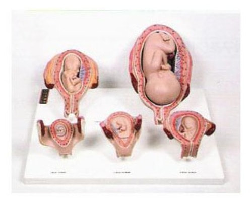 태아발육과정 A형[KIM1-25]