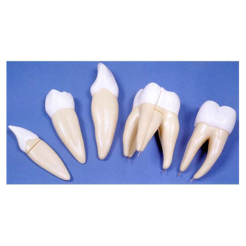 치아 8배 확대모형 KIM-E0004(kim3-317)