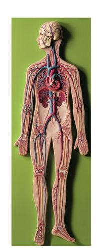Circulatory System (HS 10)