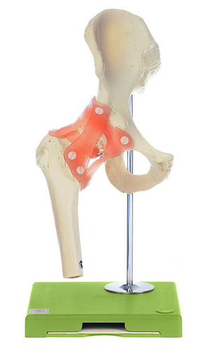 Functional Model of the Hip Joint (NS 51)