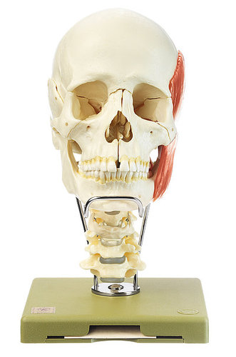 18-Part Model of the Skull with Cervical Vertebral Column, Hyoid Bone and Muscles of Mastication (QS 8/218C+M)