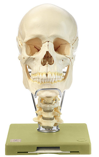 14-Part Model of the Skull with Cervical Vertebral Column and Hyoid Bone (QS 8/2C)