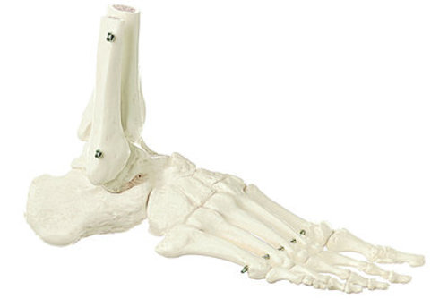 Skeleton of the Foot (Rigid) (QS 22/1)