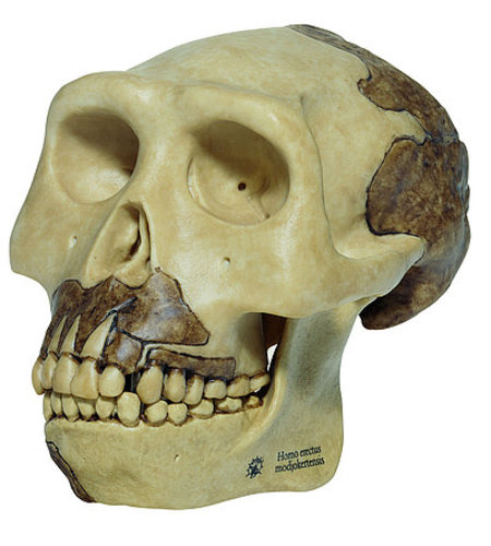 Reconstruction of the Skull of Homo erectus (S 2)