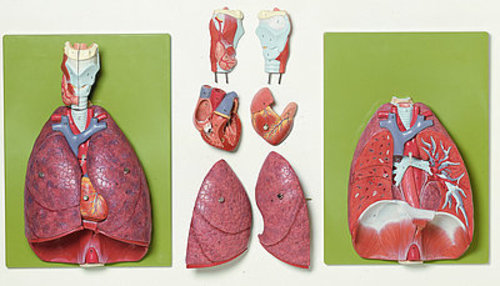 Lungs with Heart, Diaphragm and Larynx (HS 7)