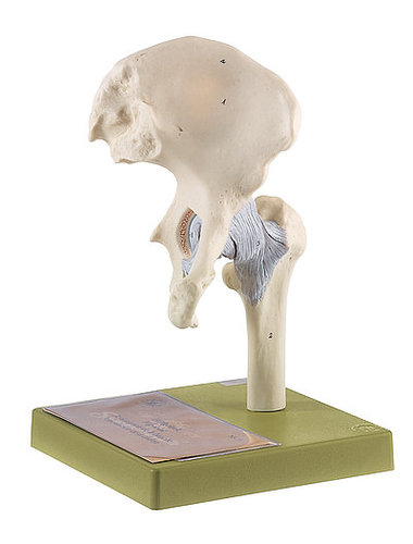 Hip Joint (NS 20)