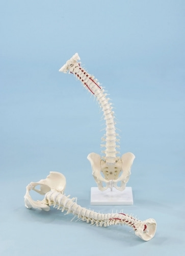 VERTEBRAL COLUMN WITH PELVIS WITH STAND (4006)