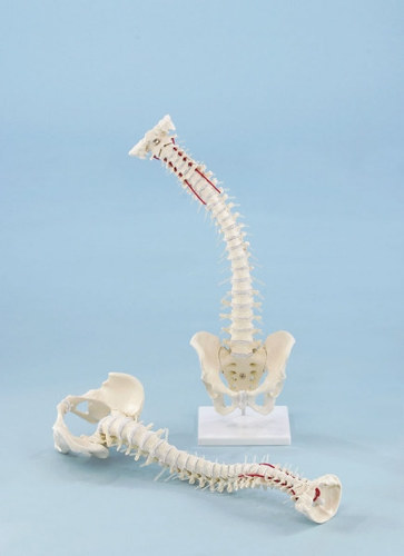 VERTEBRAL COLUMN WITH PELVIS WITH STAND (4009)