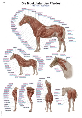 말 근육 차트 [Chart The equine musculature, 70x100cm (VL210)]