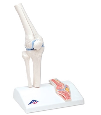 Mini Knee Joint with cross section(A85/1)