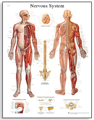 Nervous System Chart(VR1620)