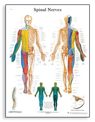 Spinal Nerves Chart(VR1621)