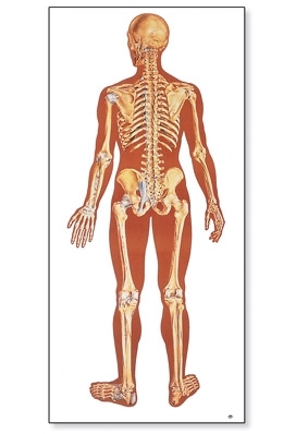 The Human Skeleton Chart, rear(V2002)