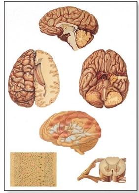Human Central Nervous System Chart(V2034)
