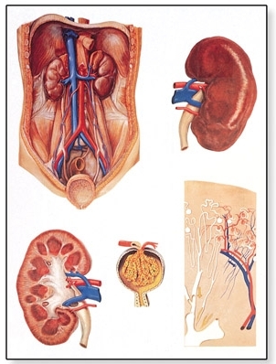 The Kidney Chart(V2013)