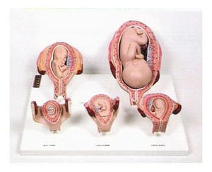 태아발육과정 A형[KIM1-25]