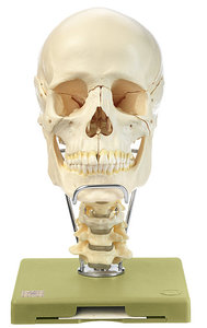18-Part Model of the Skull with Cervical Vertebral Column and Hyoid Bone (QS 8/218C)