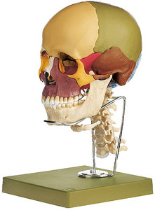 14-Part Coloured Model of the Skull with Cervical Vertebral Column and Hyoid Bone (QS 8/3C)