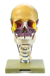 18-Part Coloured Model of the Skull with Cervical Vertebral Column and Hyoid Bone (QS 8/318C)