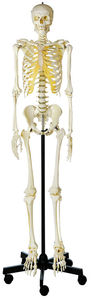 Artificial Human Skeleton, male (QS 10/1)