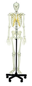 Artificial Human Skeleton, male (QS 10/E)