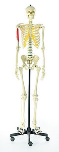 Artificial Human Skeleton, male (QS 10/2)