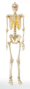 Artificial Human Skeleton, male (QS 10/3)