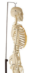 Artificial Human Skeleton, male (QS 10/4)