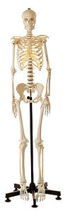 Artificial Human Skeleton, female (QS 10/7)