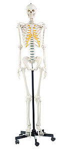 Artificial Human Skeleton, female (QS 10/8)
