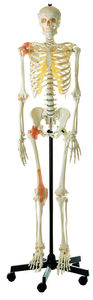 Artificial Human Skeleton, male (QS 10/6)