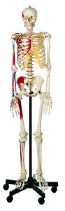 Artificial Human Skeleton, male (QS 10/9)