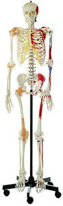 Artificial Human Skeleton, male (QS 10/6+9)