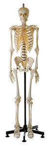 Artificial Human Skeleton, male (QS 10/14)