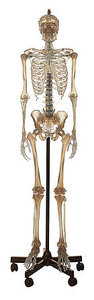 Artificial Human Skeleton, male, transparent (QS 10/12T)