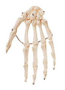Hand Bone, mounted (QS 19/21)