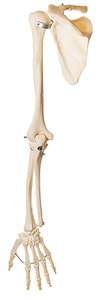Skeleton of the Arm with Shoulder Girdle (QS 14)