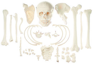 Collection of Typical Human Bones (QS 42)