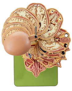 Anatomical Sectional Model of the Head (combined with corresponding MR-Figures) (BS 5/5)