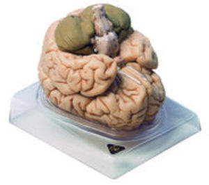 Brain (BS 20)