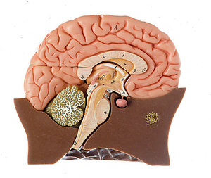Half of the Brain (BS 20/1)