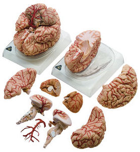 Brain with Arteries (BS 23)