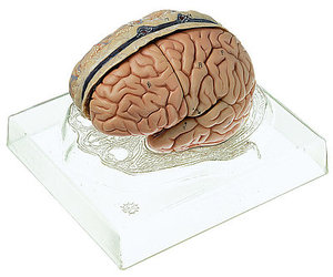 Model of Brain (BS 23/3)
