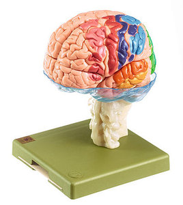 Model of Brain with Indicated Cytoarchitectural Areas (BS 25/1)