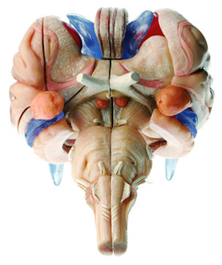 Model of Brain Stem in 12 parts (BS 25/2-T)