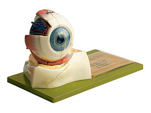 Eyeball (CS 10)