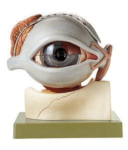 Eyeball (CS 16)
