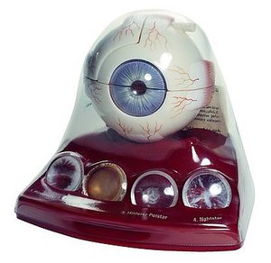 Cataract Eye Model (CS 22)