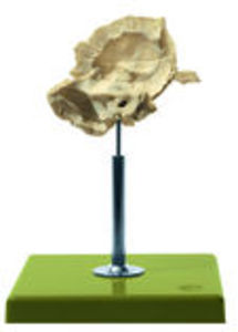 Artificial Temporal Bone (QS 8/51)