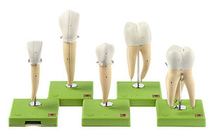 Five Models of Teeth (ES 11)
